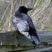 Victoria Crow Photo 28