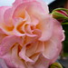 Rose Orta Photo 20