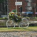 Chester Bloom Photo 12