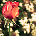 Rose Same Photo 1