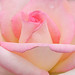 Rose Flowers Photo 22