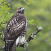 Hawk Given Photo 7