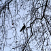 Victoria Crow Photo 26