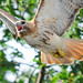 Hawk Given Photo 3