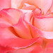 Rose Flowers Photo 23
