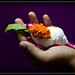 Shyam Gopal Photo 20