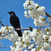 Victoria Crow Photo 21