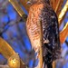 Hawk Given Photo 10