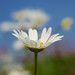 Daisy Daisy Photo 22